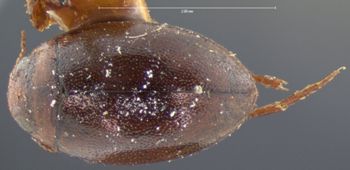 Media type: image;   Entomology 5991 Aspect: habitus dorsal view